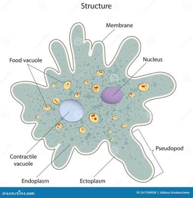  Amoeba!  The Incredible, Shape-Shifting Single-Cell Organism You Need To Know About