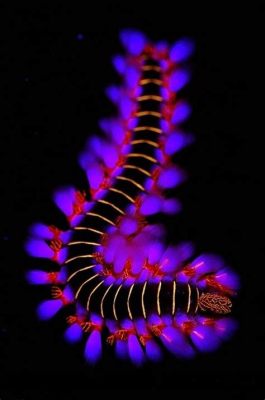  Fireworm! A Burst of Brilliant Color Illuminating the Ocean Depths