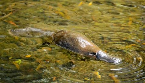  Flatfish, Hayvanlar Aleminin En Gizli Balıkları!