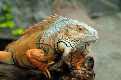  Iguana: Sürüngenler Dünyasının Gizemli Kralı mıdır Bu Renkli Canlı?