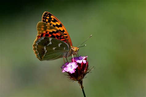  Junonia! Gökyüzünün Renkli Kelebekleri ve Sıcak Çöl Kumlarında Bir Dans