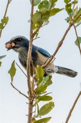 Rufous-Tailed Scrubjay:  This Bird With Striking Plumage Will Leave You Amazed By Its Inquisitive Nature And Social Interactions!