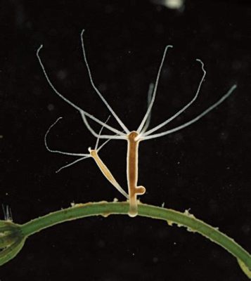  Yellow-Horned Hydroid! A Tiny Animal That Lives Life Upside Down