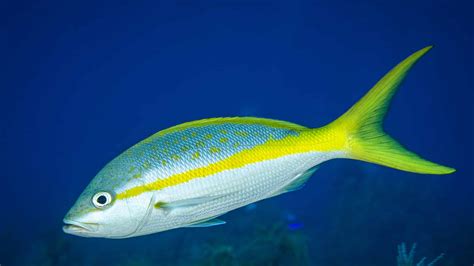  Yellowtail! A Striking Fish That Swims Like It's Always Got a Secret