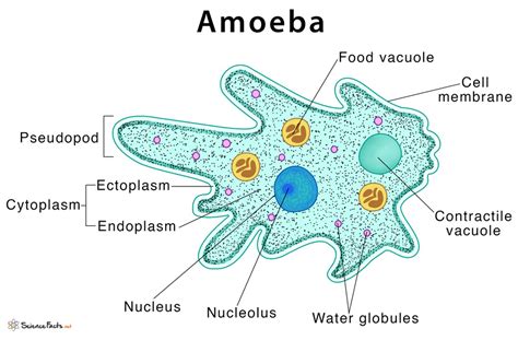  Komma Amoebası!  Bu Şeffaf Hücre Bir Hayvan mı, Bitki mi Yoksa Mikropların Kralı mı?