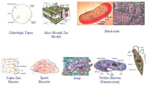  Peridinium: Bu Küçük Yüzücü, İncelikli Bir Tek Hücreli Dünyayı Keşfediyor!