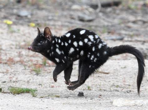  Quoll! Bu Gizemli Marsupial'in Avlanma Becerileri ve Gece Hayatı Sizi Şaşırtacak