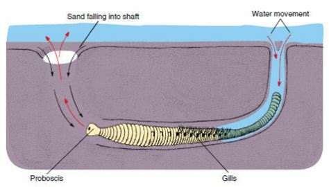  Vesper Polychaetes: Burrowing into the Sand With a Dash of Bioluminescence!