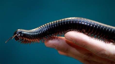  White-Clawed Millipede: A Miniature Marvel With Countless Legs That Crawls Through Leaf Litter Like A Tiny Armored Tank!